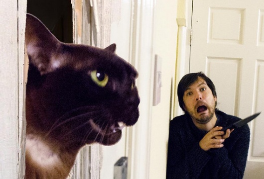 Британец и его кот повторяют сцены из знаменитых фильмов