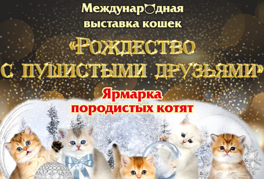 Международная выставка кошек «Рождество с пушистыми друзьями»