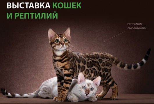 Международная выставка кошек и рептилий «Зоофестиваль - 2019»