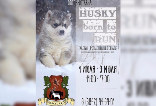 Всероссийская фотовыставка «Хаски - рожденный бежать»