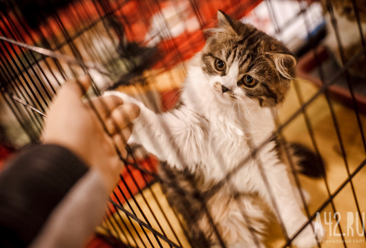 Выставка кошек всех пород «Киса наша - краса Кузбасса»