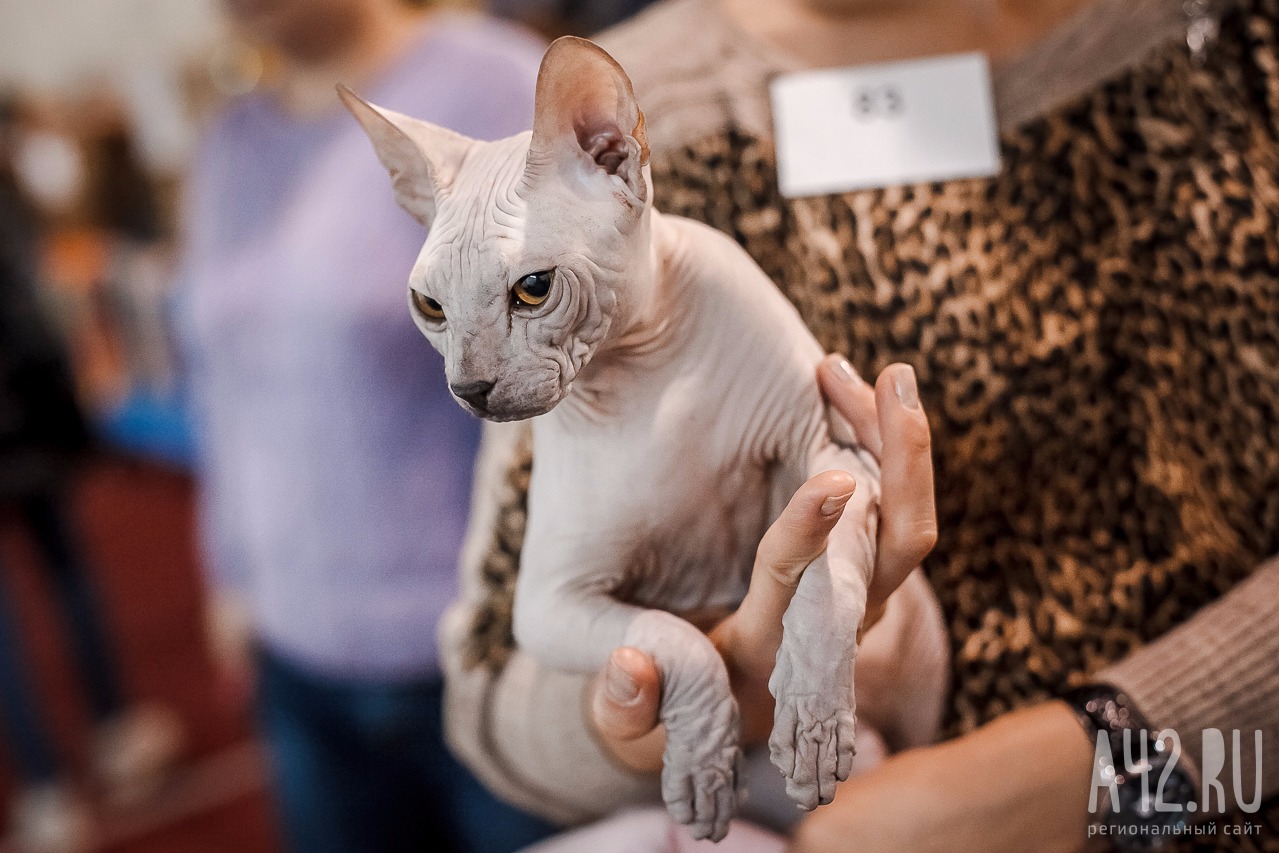 Международная выставка кошек «Кубок региона»