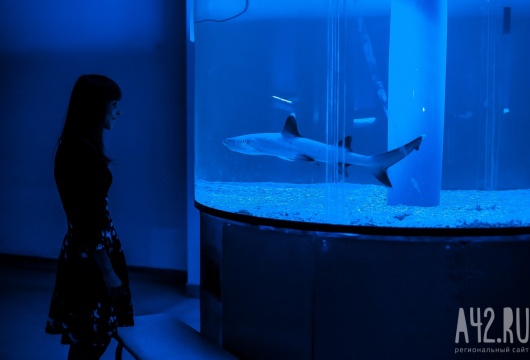 Выставка экзотических рыб «Подводный мир»