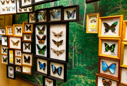 Выставка «Живые бабочки»